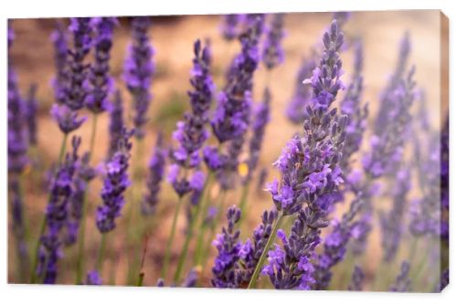 Lavender field in Koroshegy, Hungary in summer time with Lake Balaton in the background