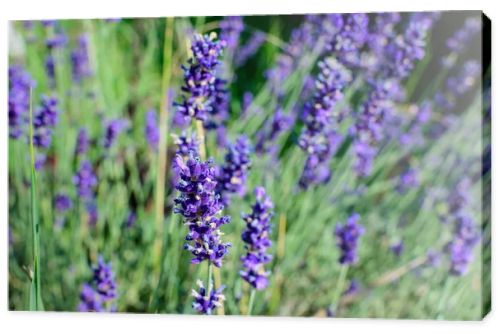 Many small blue lavender flowers in a garden in a sunny summer day photographed with selective focus, beautiful outdoor floral background