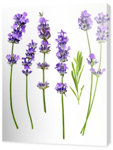 Lavender flowers set isolated on a white background. Flat lay