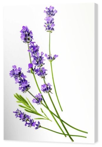 A composition of several lavender flowers isolated on a white background.