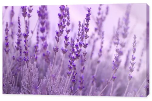 Lavender Plants