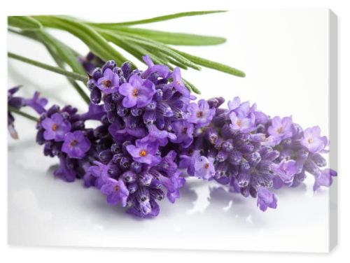 Lavender flower isolated