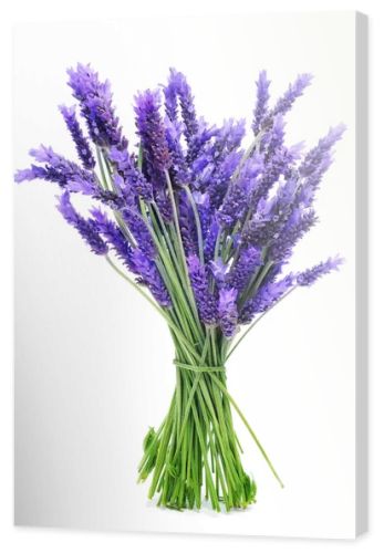 Bunch of lavender