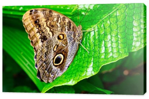 Butterflies on beautiful plants while lingering in the sunshine
