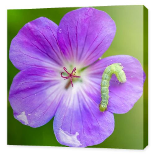 A green caterpillar on a purple flower, colorful insect in the garden
