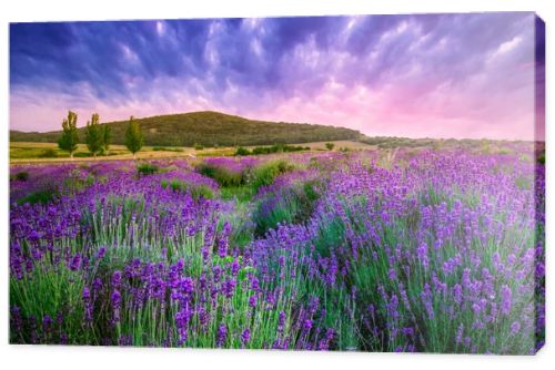 Sunset over a summer lavender field in Tihany, Hungary