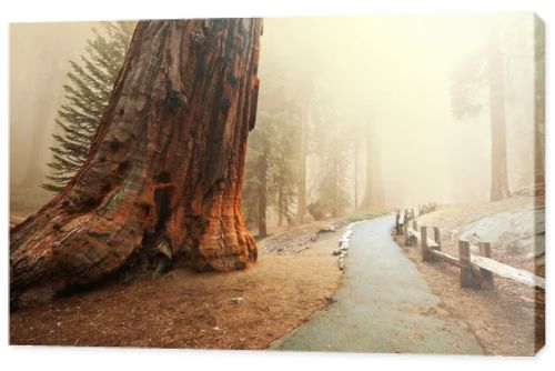 Sequoia