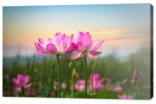 lotus flower in sunset