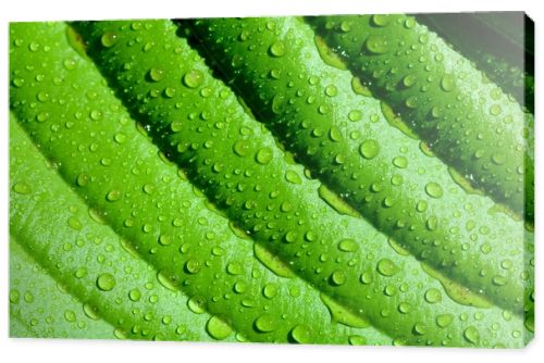 Background of the lines on the green leaves with drops macro