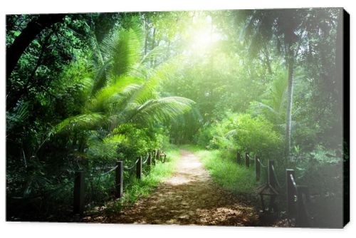 Way in jungle of Seychelles islands