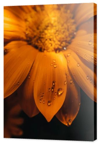 Gazania yellow flower closeup macro with water drops