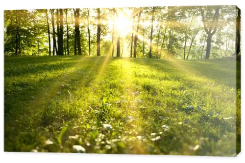 Sunlight in the green forest