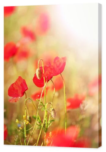 Meadow with red poppy flowers