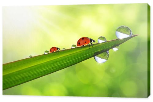 dew and ladybirds