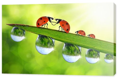 Love Ladybug sitting on the dewy grass