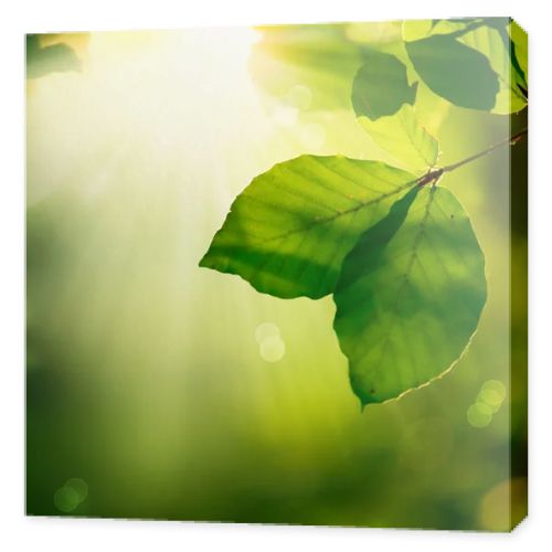 Nature Background. Green Leaves and Sunbeams