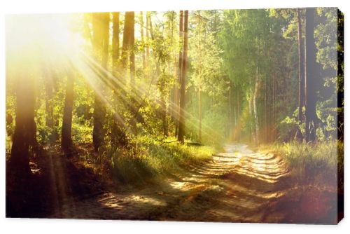 Beautiful Scene Misty Old Forest with Sun Rays, Shadows and Fog