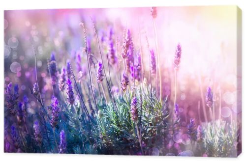 Lavender Flowers Field. Growing and Blooming Lavender