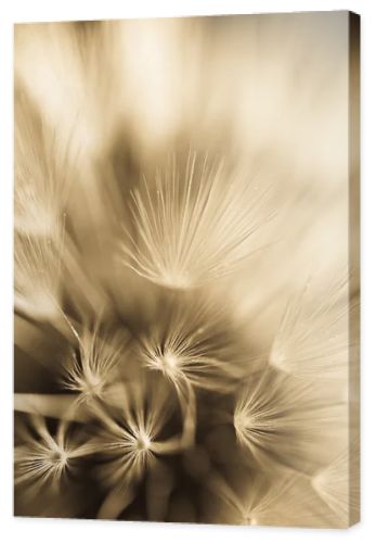 Abstract dandelion flower background, extreme closeup. Big dandelion on natural background.