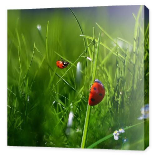 Nature green grass background. Two ladybugs closeup macro image