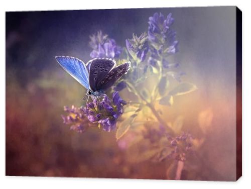 Vintage butterfly.