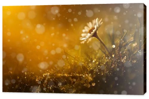 Beautiful wild flower in the forest after rain and sunset