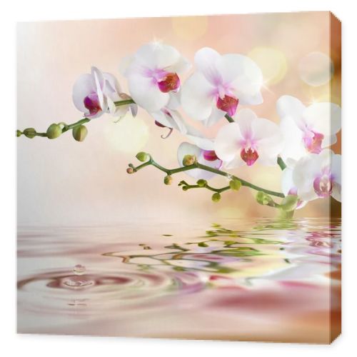 White orchids on water with drop