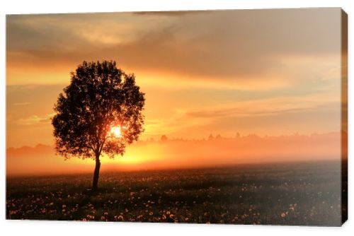 The sheaf of hay at dawn, Novgorod region ,Russia