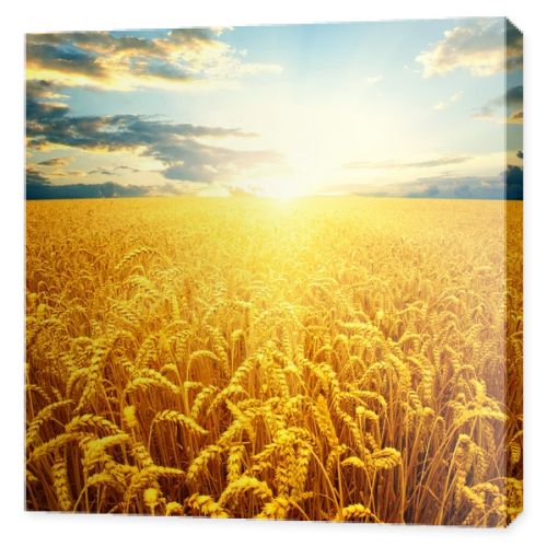 the wheat  background