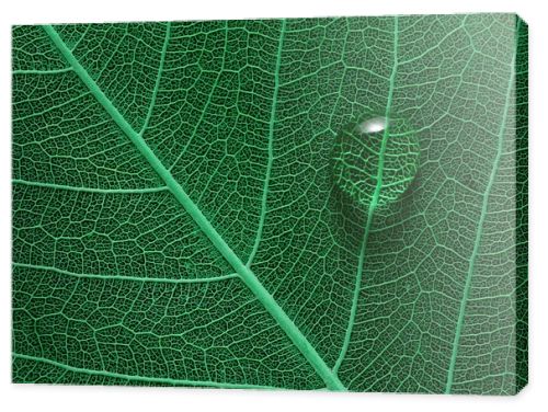 Leaf with water drop macro closeup photo