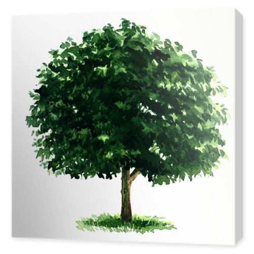 Beautiful fresh green deciduous tree isolated on white background