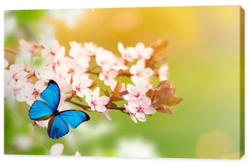 Spring blossoms with butterfly.