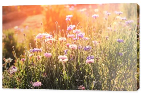 Beautiful flowers with sun lighting scene