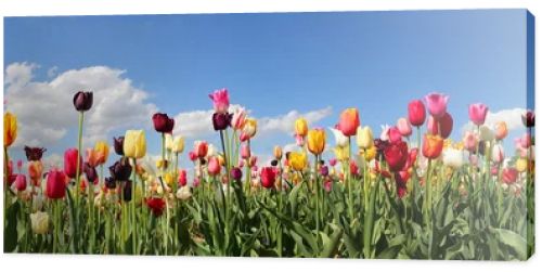 panorama tulip field