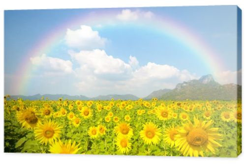 Sunflower field