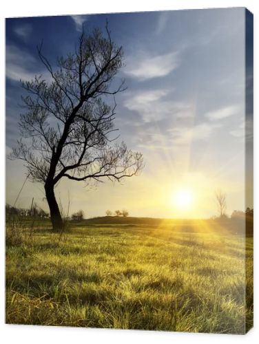 Sunny valley with lonely tree