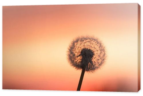dandelions at sunset taken at the end of may in Chuvashia