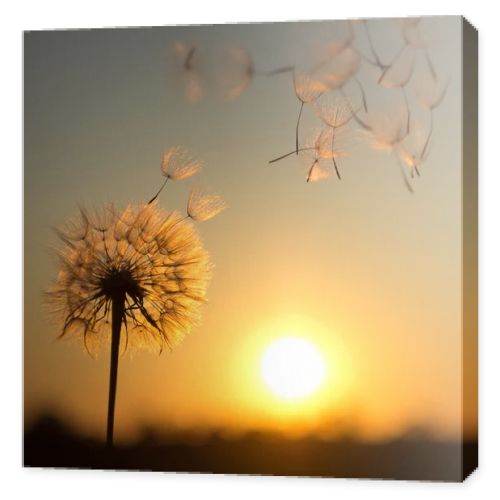 Dandelion against the backdrop of the setting sun