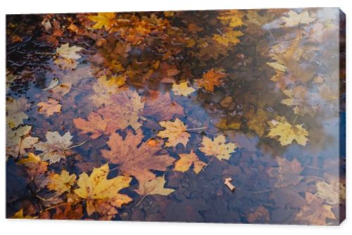 yellow maple leaves floating in water. copy space