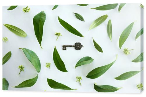 Green leaves and old key