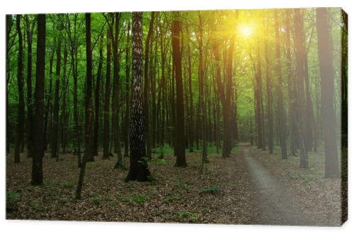 Forest with sunlight. 