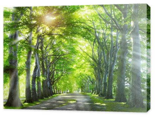 Way through the forest. Nature background with green summer trees.