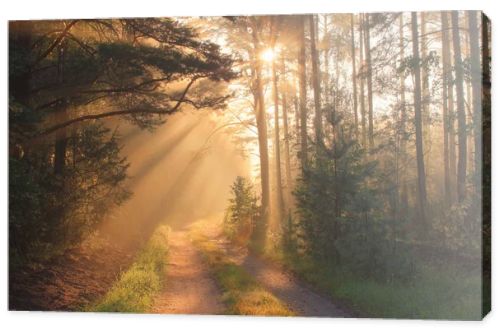 Sun rays in forest
