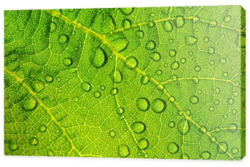 Water drops on fresh green leaf textur background