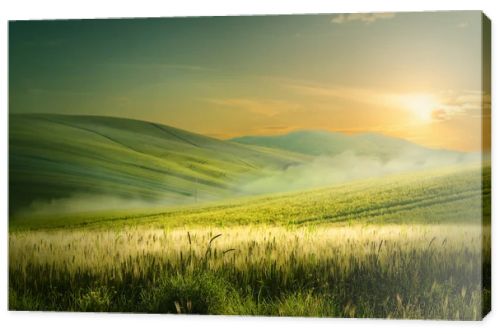 Beautiful nature countryside landscape  spring flowering field over sunrise sky