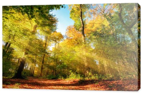 Colorful autumn forest landscape with warm sun rays illumining the foliage and a path leading through the trees