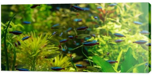 small fishes swimming under water among green seaweed in aquarium, panoramic shot