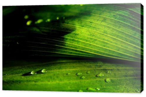 close-up view of green floral background with rain drops