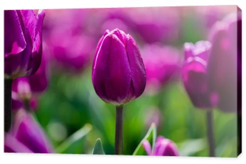 selective focus of beautiful purple colorful tulips