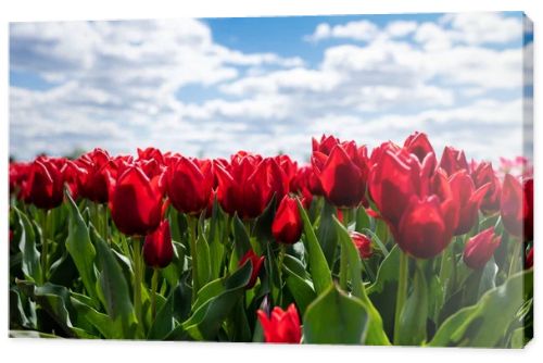 colorful red tulips against blue sky and clouds